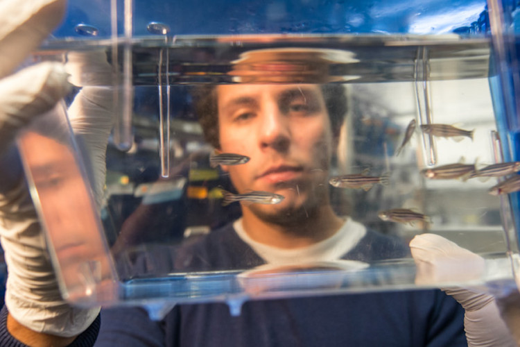 a researcher holding up zebrafish in a fishtank