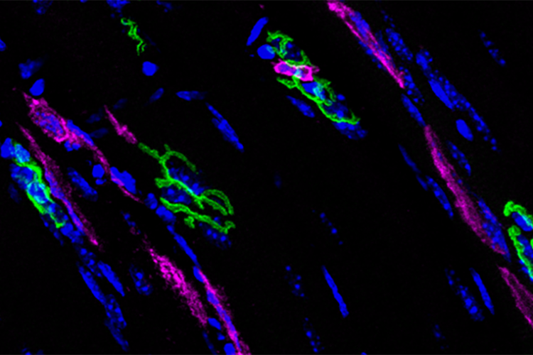 colourful microscope picture of cells