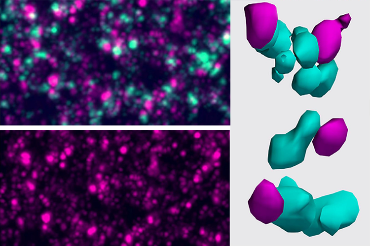composite scientific image showing stained cells and protein models