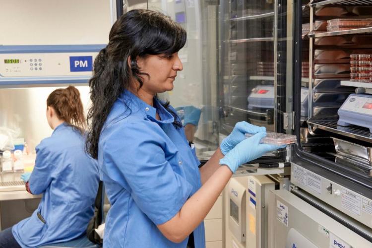 Two Euan MacDonald Centre scientists in a laboratory. In the background, a scientist is working on an experiment at a fume hood. In the foreground, the other scientist is taking care of the stem cells which are kept in incubators at 37° to mimic body temperature.