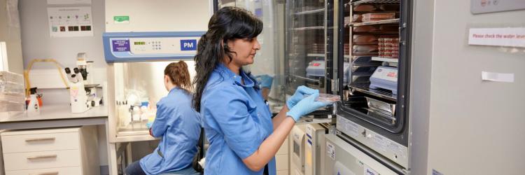 Two Euan MacDonald Centre scientists in a laboratory. In the background, a scientist is working on an experiment at a fume hood. In the foreground, the other scientist is taking care of the stem cells which are kept in incubators at 37° to mimic body temperature.