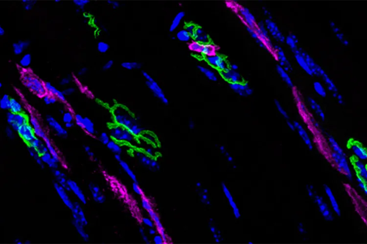 colourful microscope picture of cells