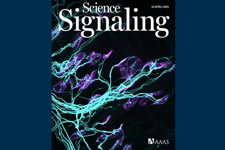 The front page of the Science Signaling 15 April 2025 edition. Blue coloured motor neurons