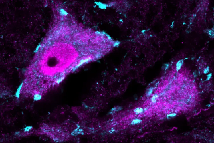 colourful microscope picture of cells